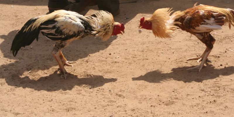 Bảng giờ hoàng đạo theo màu mạng