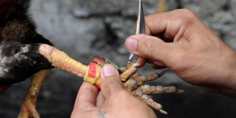 Cựa dao thẳng sắc bén – loại cựa gà đá phổ biến nhất