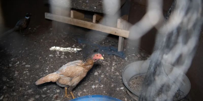 Gà đang quần sương đeo tạ cổ 150g