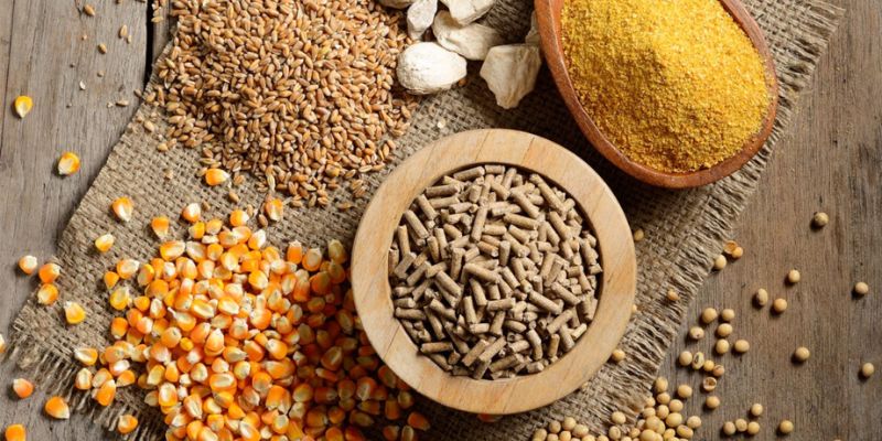 Thực đơn thức ăn gà đá giai đoạn tơ