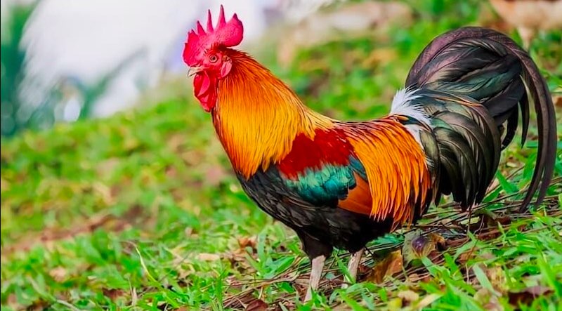 Nguyên tắc vàng trong cách vô mồi cho gà đá