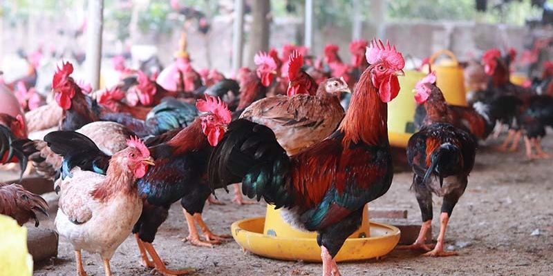 Trại có thương hiệu riêng bán giống online toàn quốc