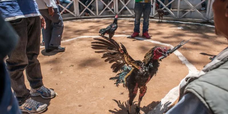 Trọng tài kiểm tra cựa sắt công khai trước trận